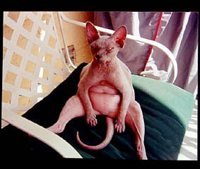 baldasscat
