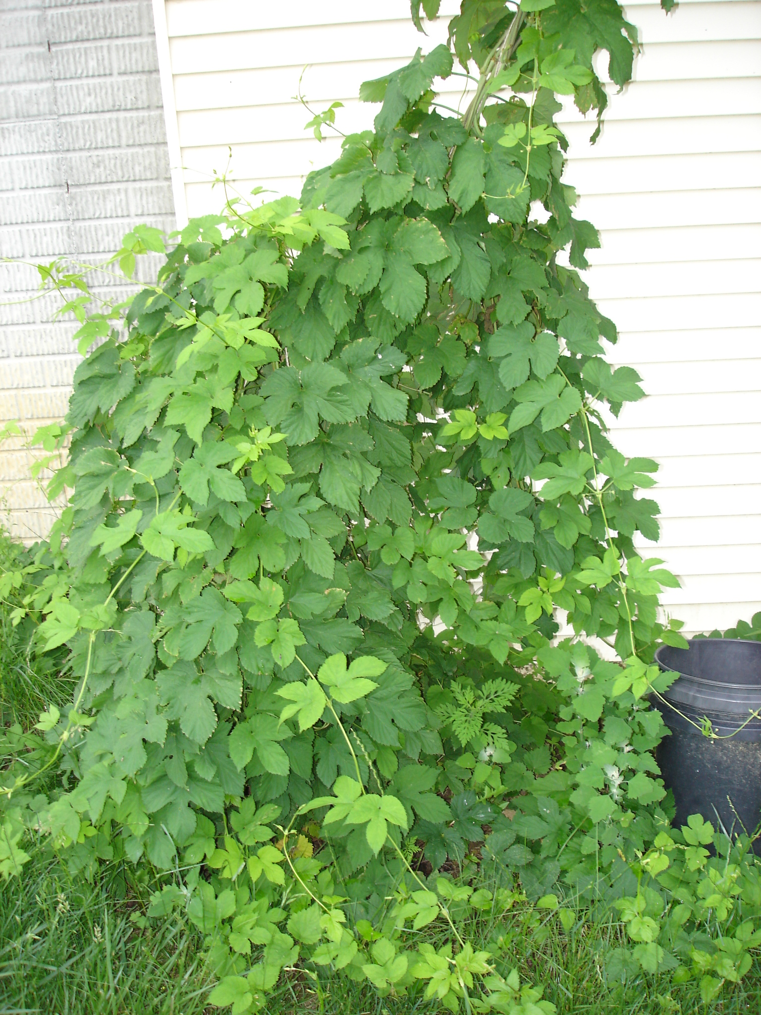 2009_Hops_-_June_003