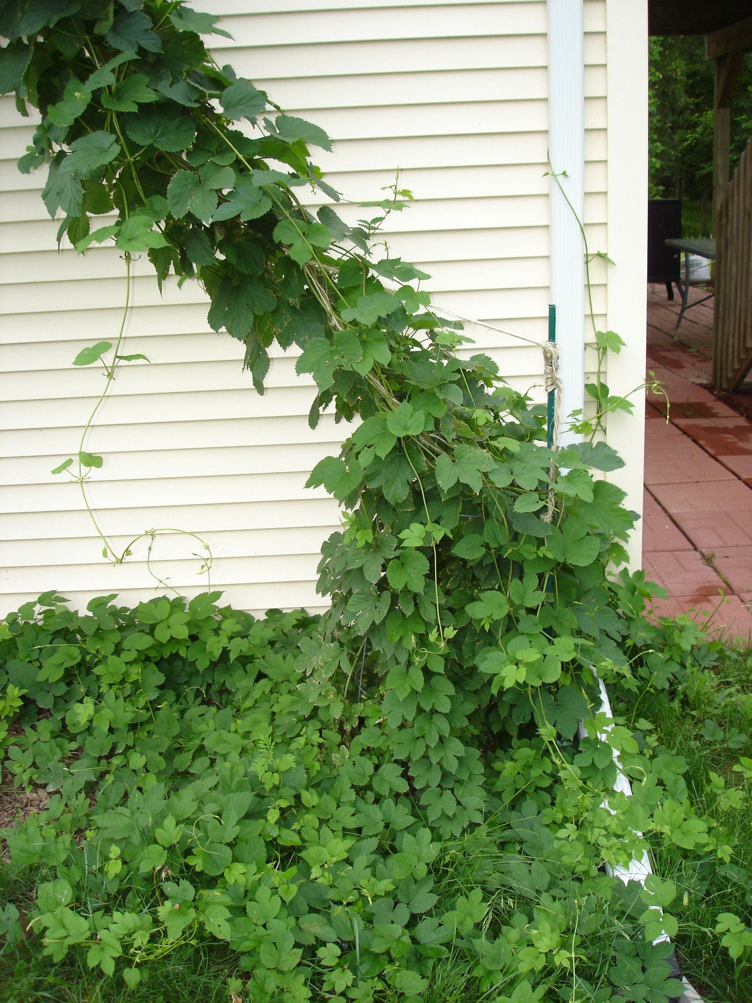 2009_Hops_-_June_004