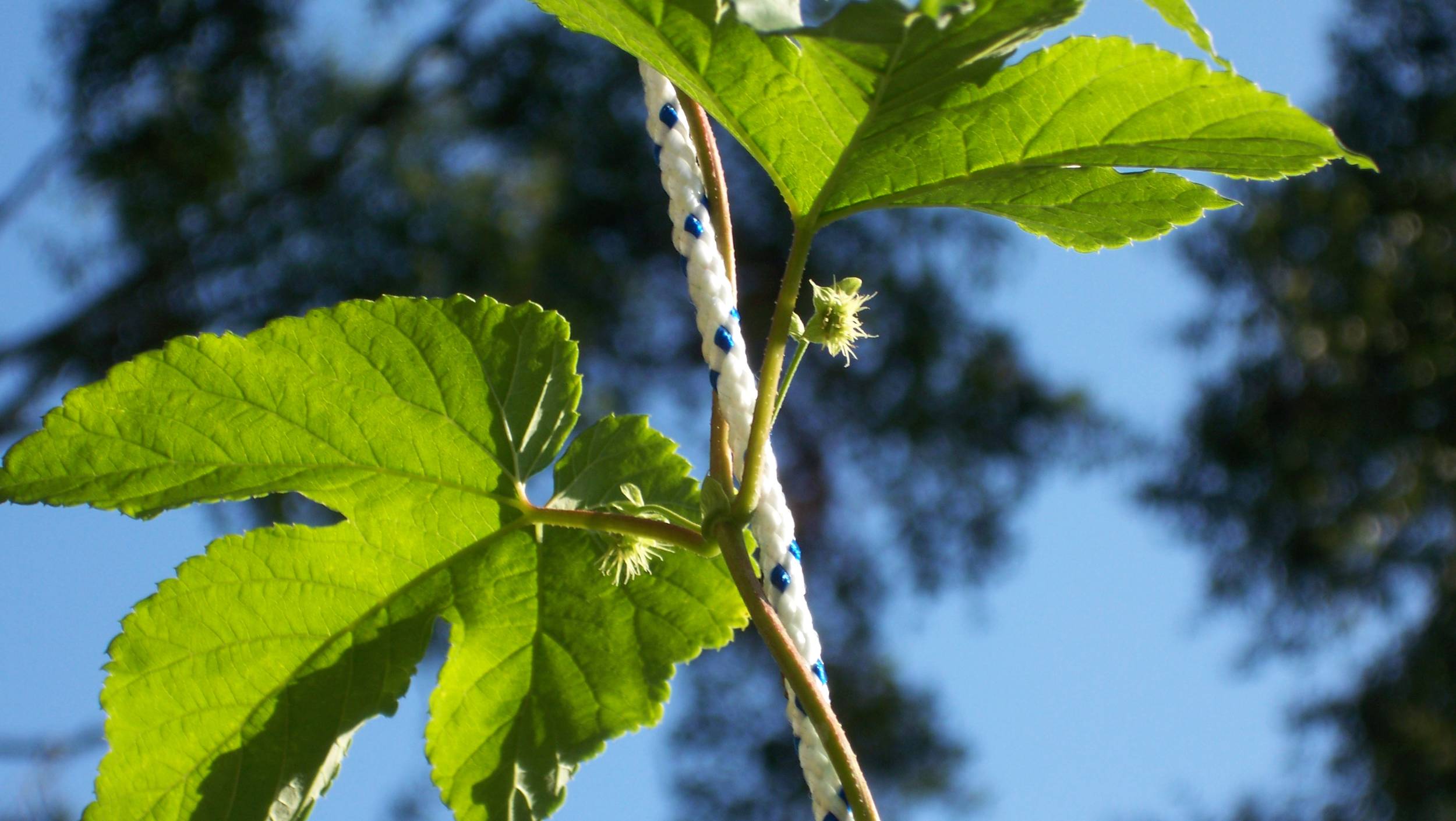 HorizonHopbeginningtoflower