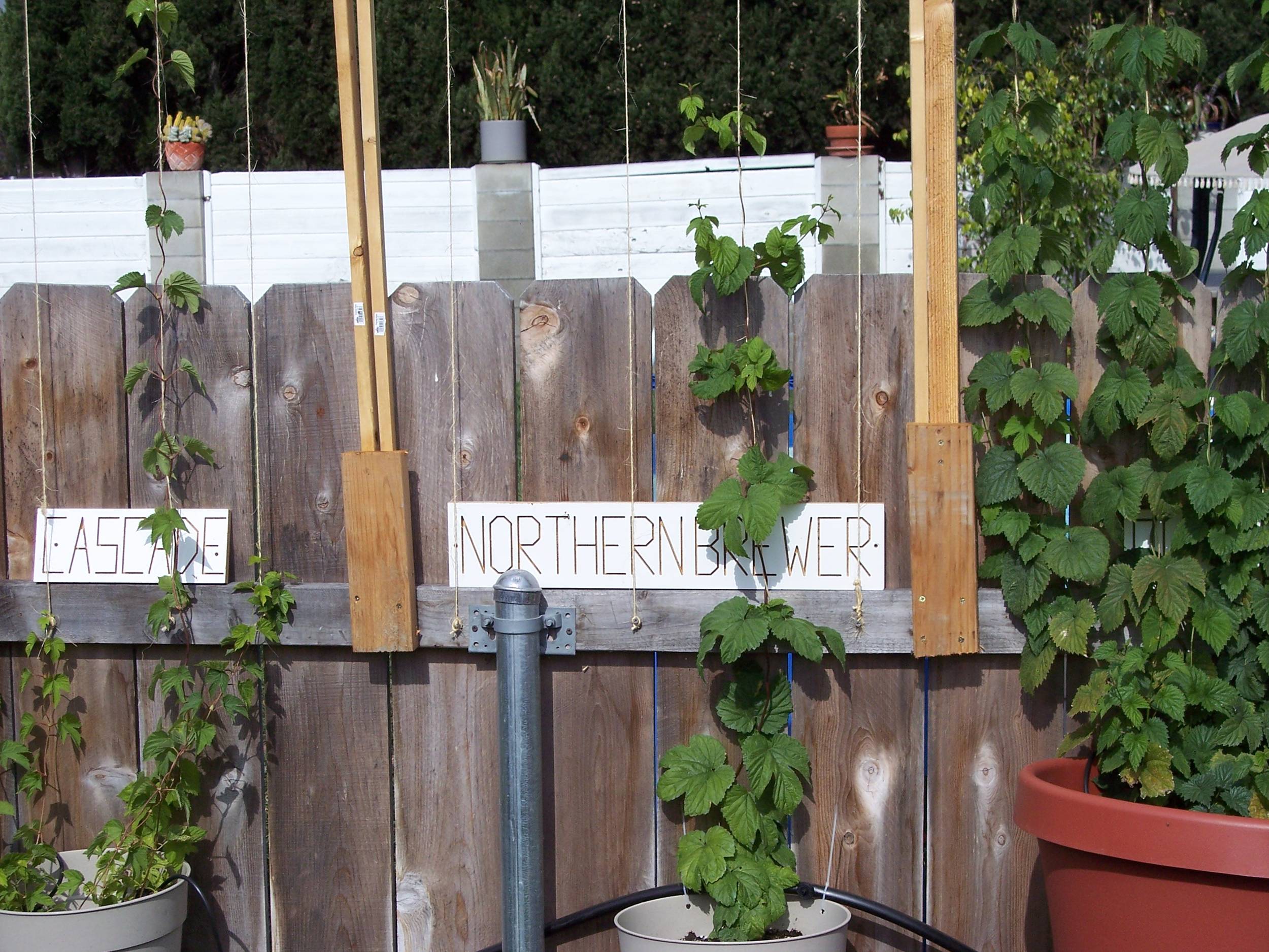 Northern_Brewer_4