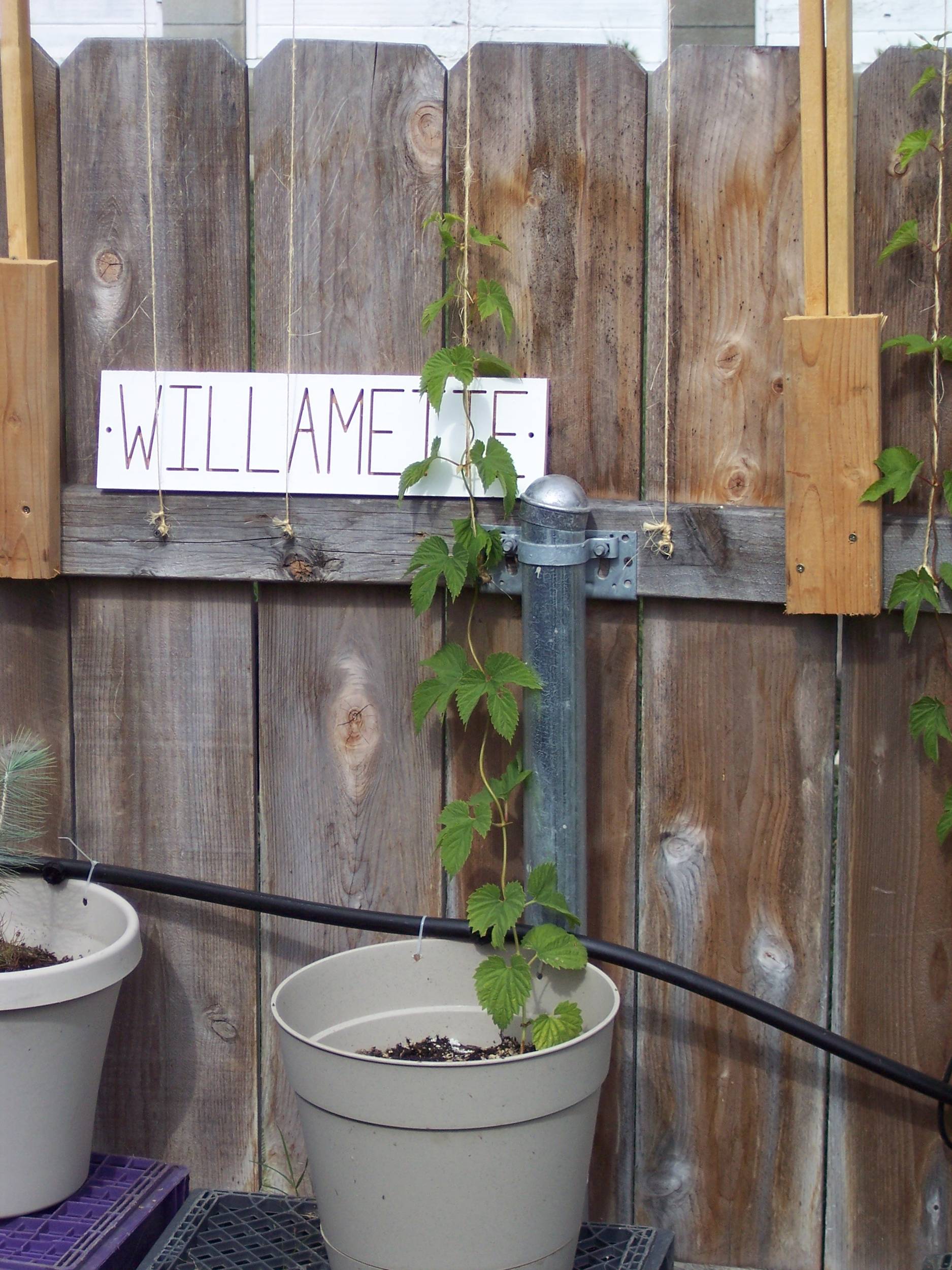 Willamette_4
