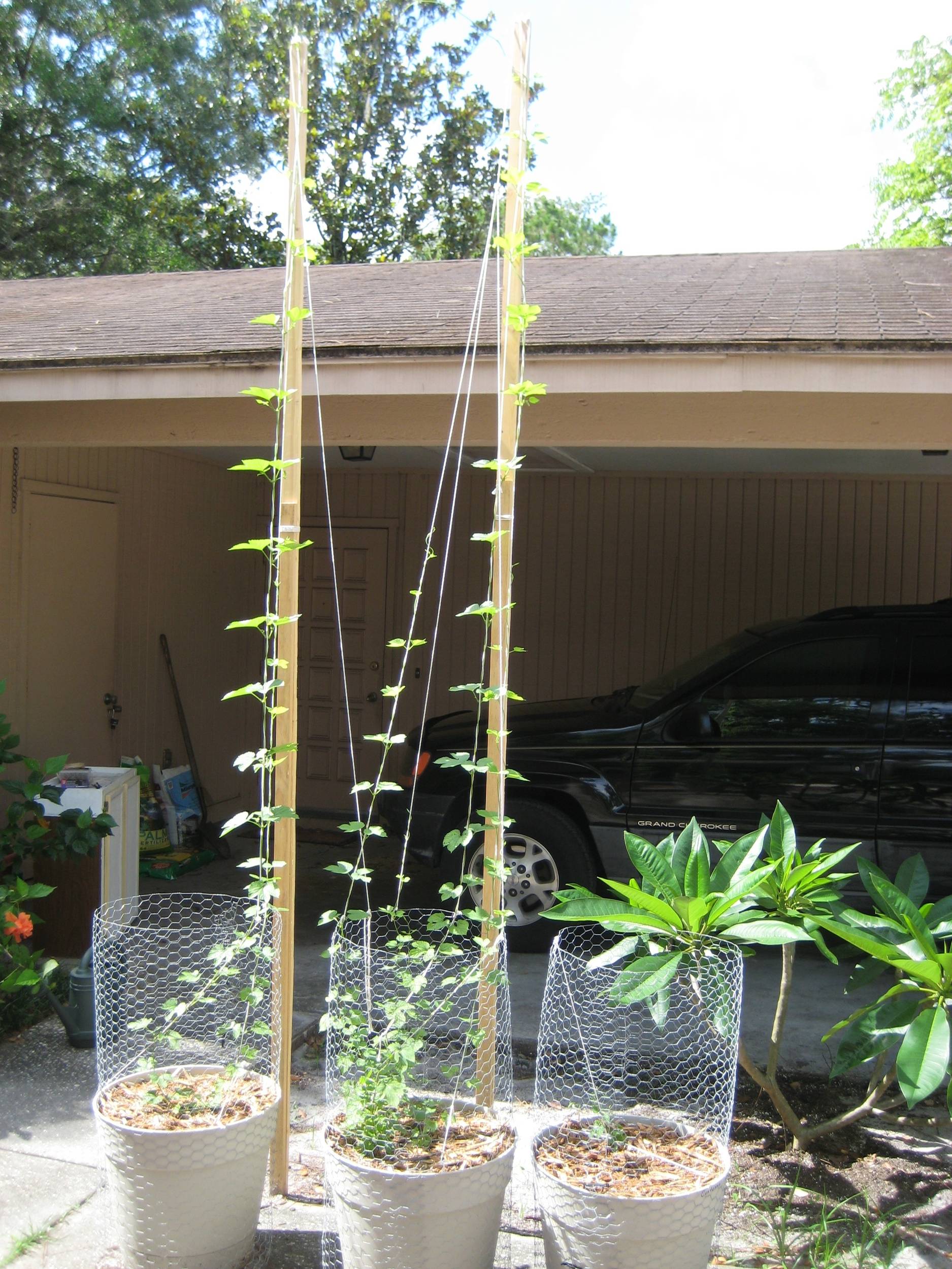 hops0607093