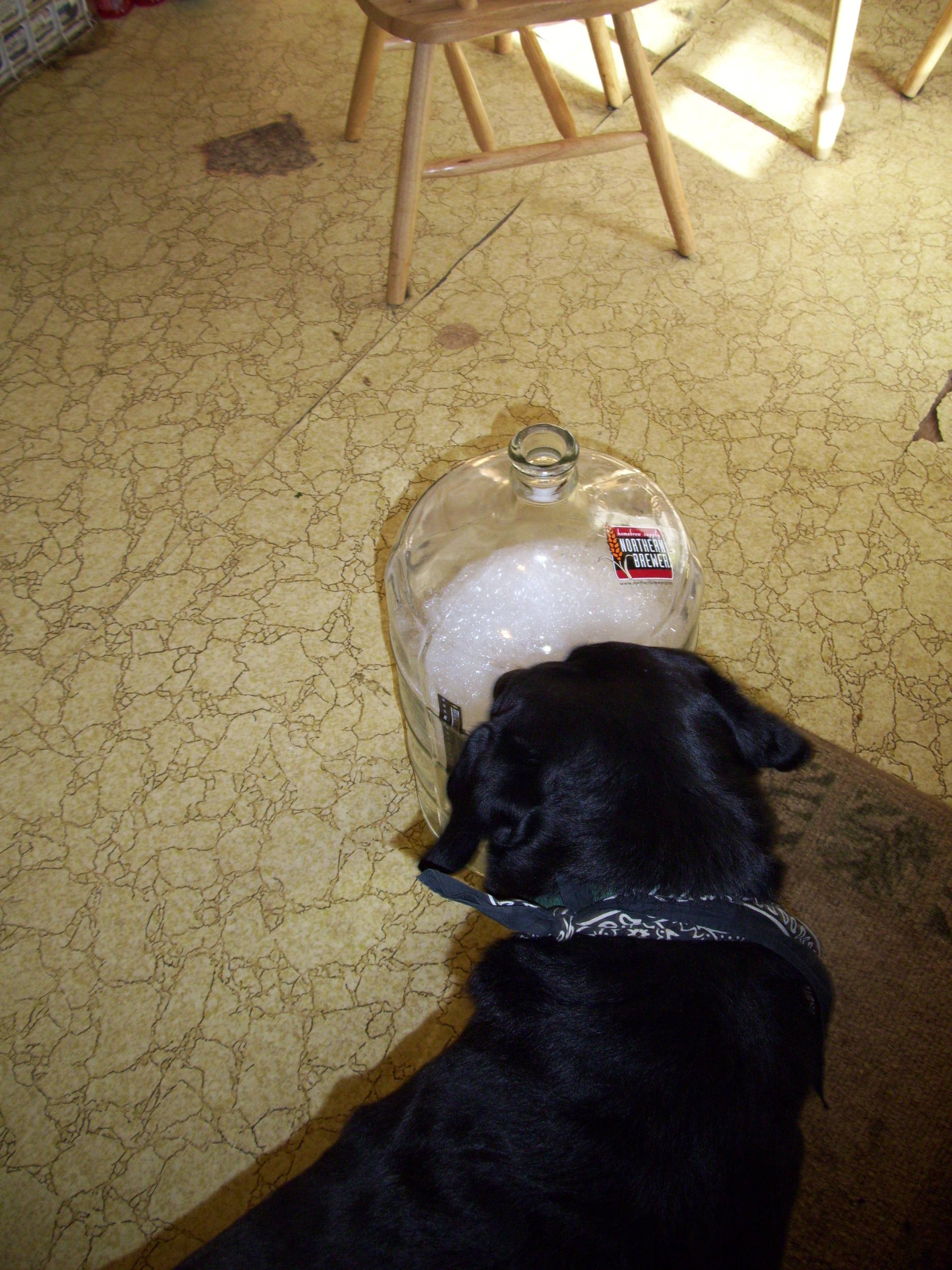 dogthinkshecanbrew