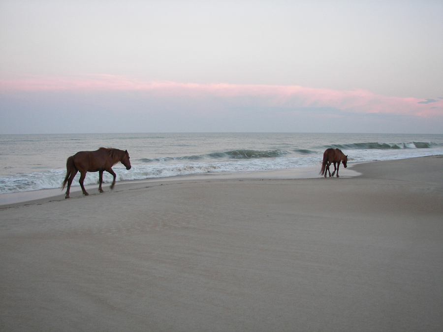 Horses_on_Beach_RS