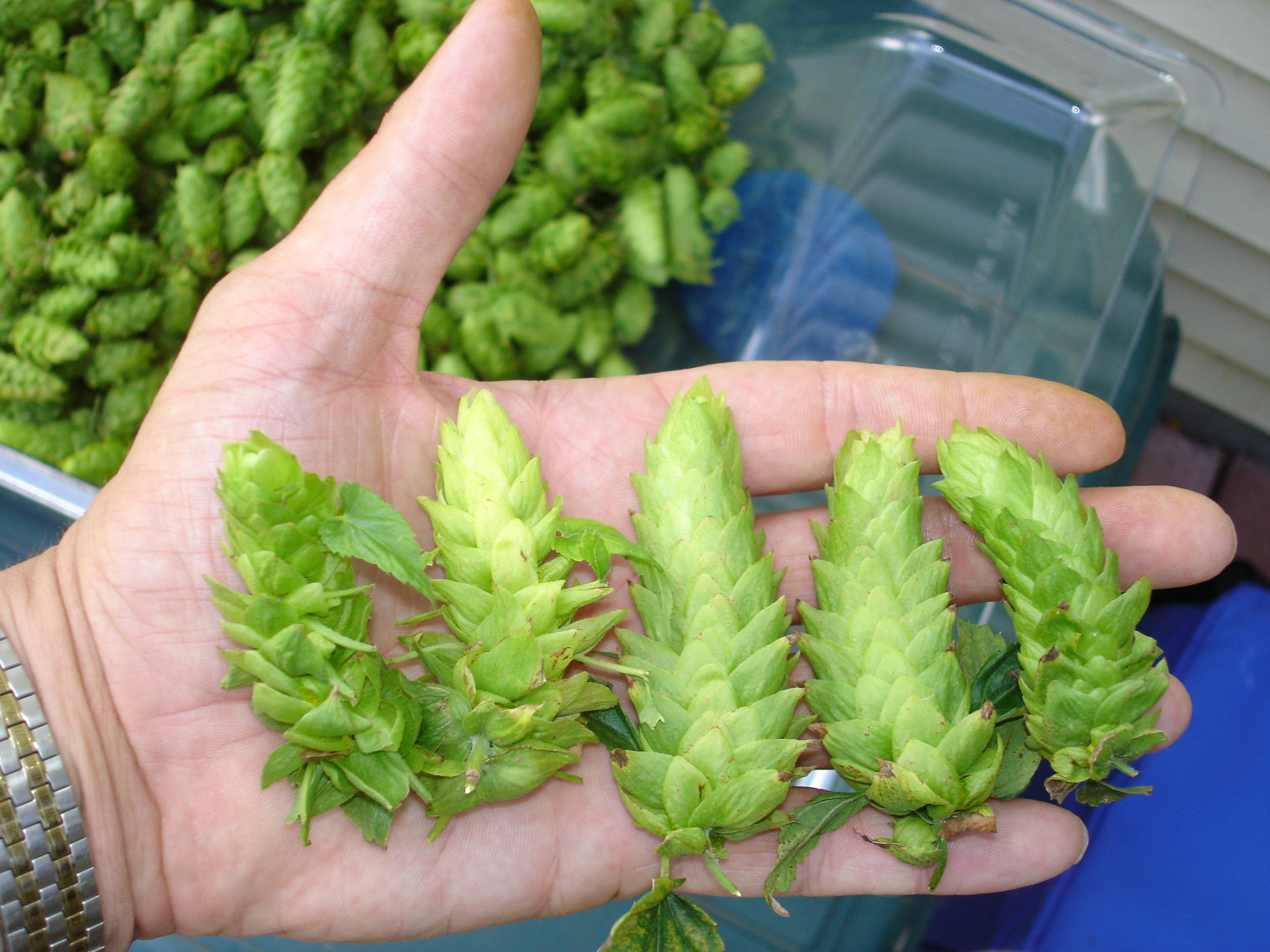 20091stHopHarvest-MonsterCones1