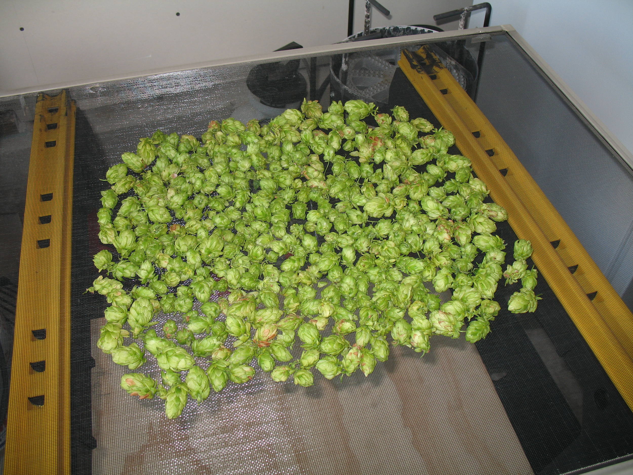 8-6_Hall_Harvest_4