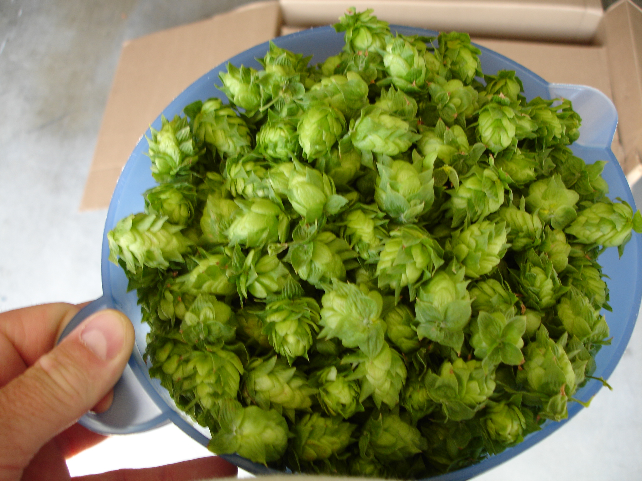 Bowlohops