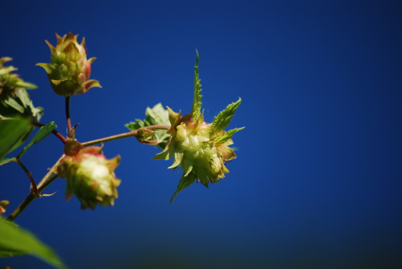 Hop_Garden_150