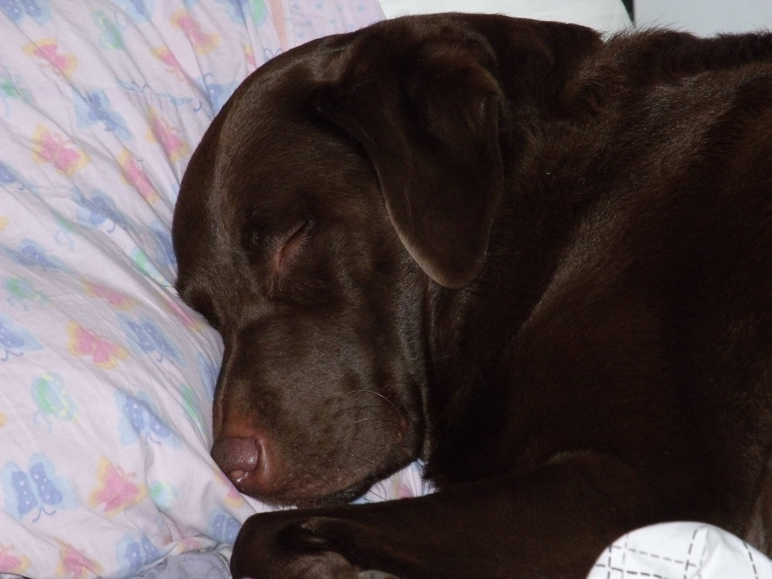 TheBeastlikesmybedbetterthenthefloor