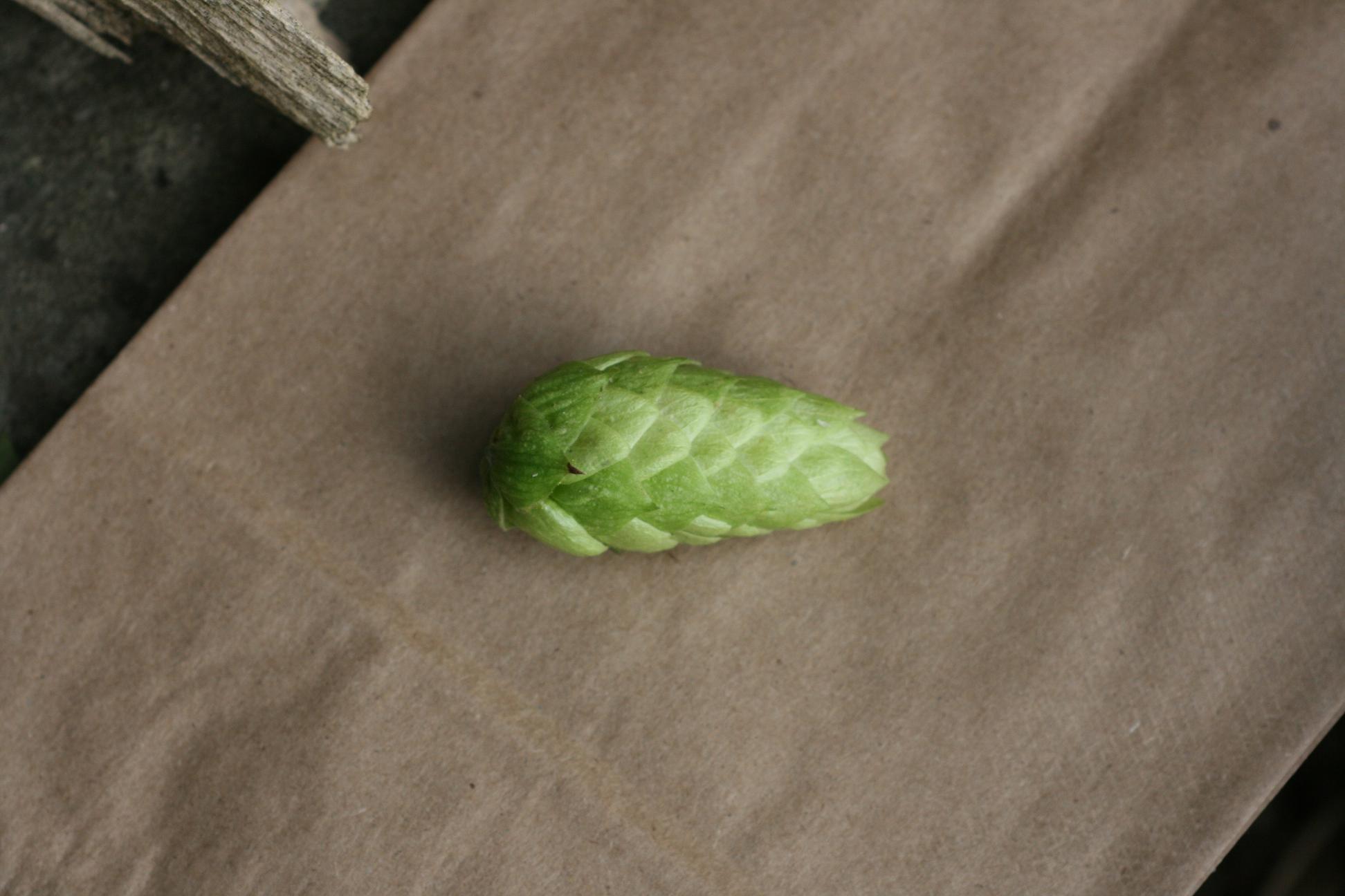 Freshhopcone