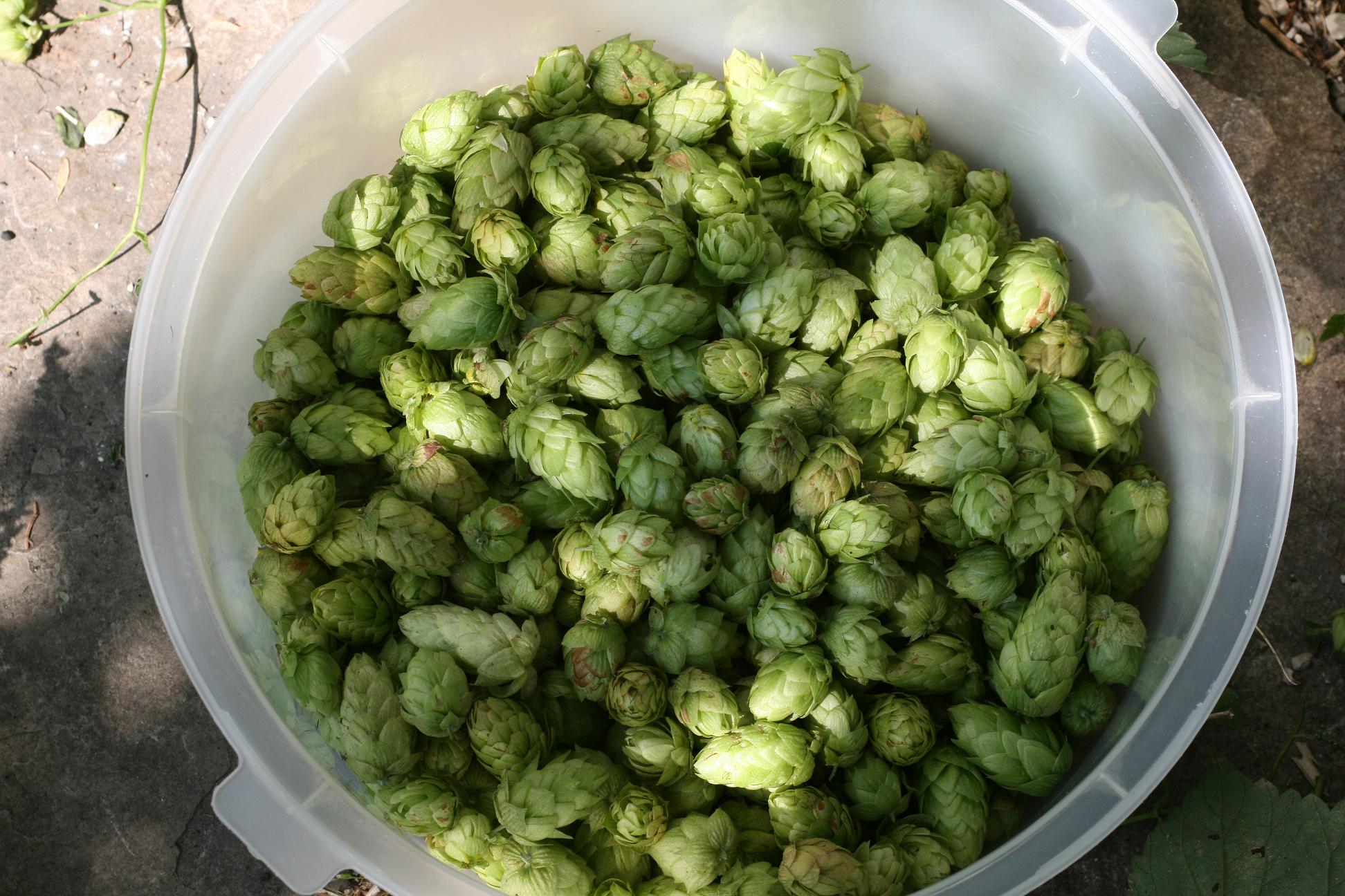 Slightlyoverripehopcones
