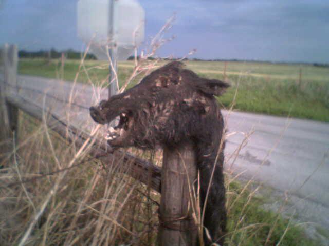 boars_head