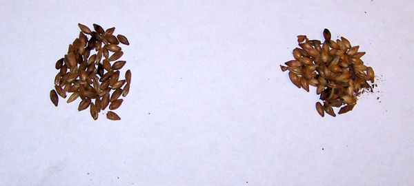 grains1