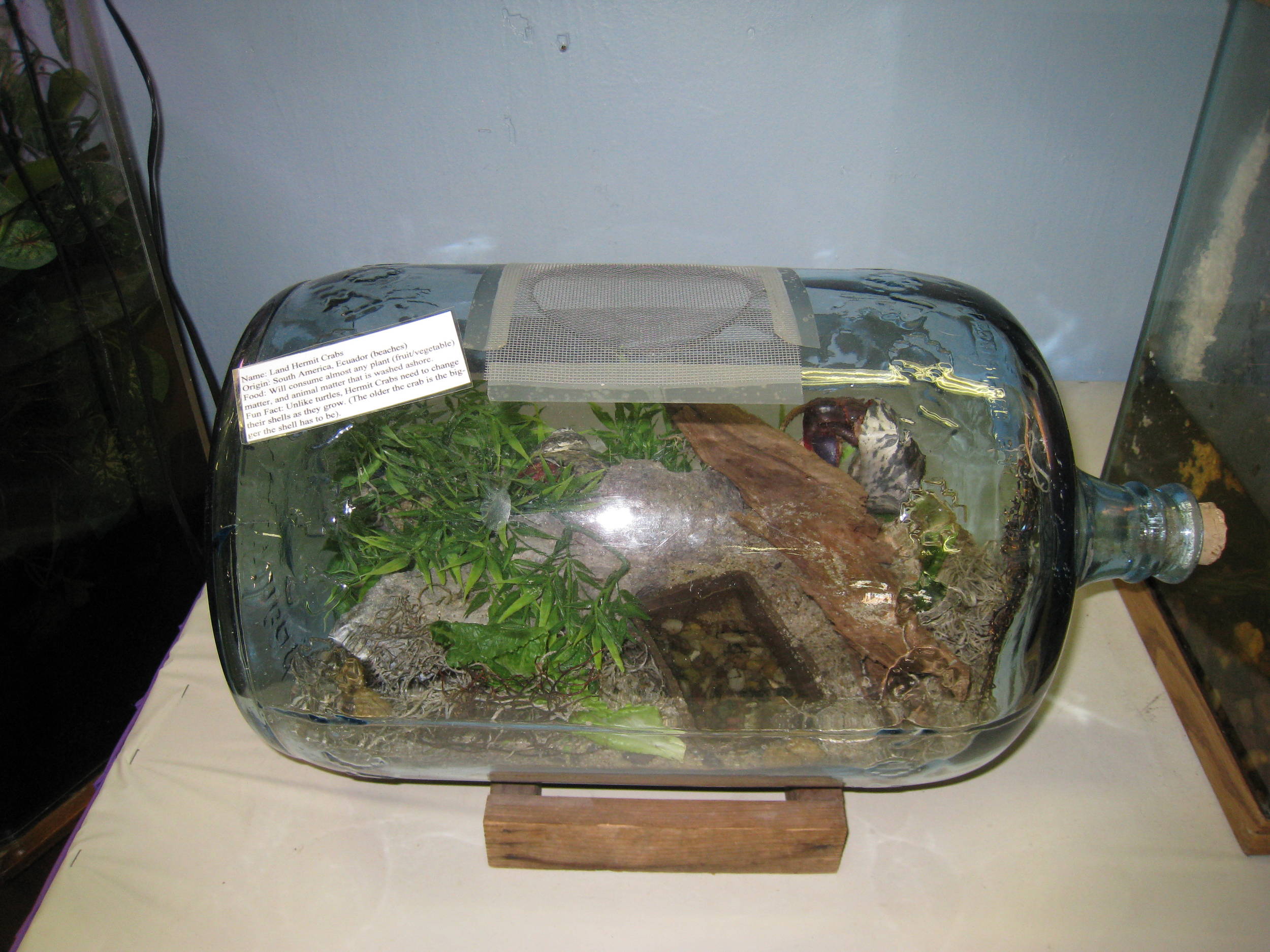 CarboyTerarrium