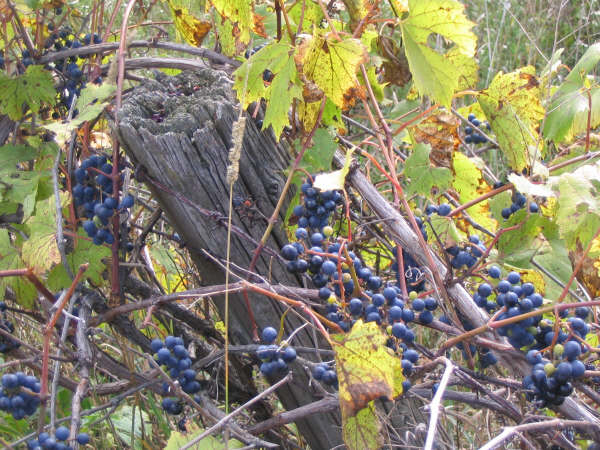 Wild_Grapes