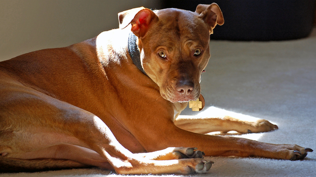 PitBull4