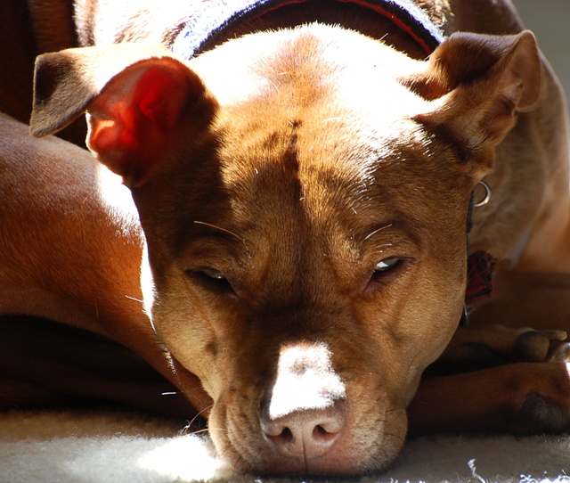 PitBull5