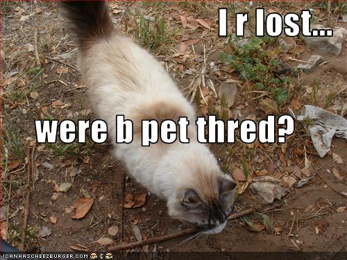 LostKittay