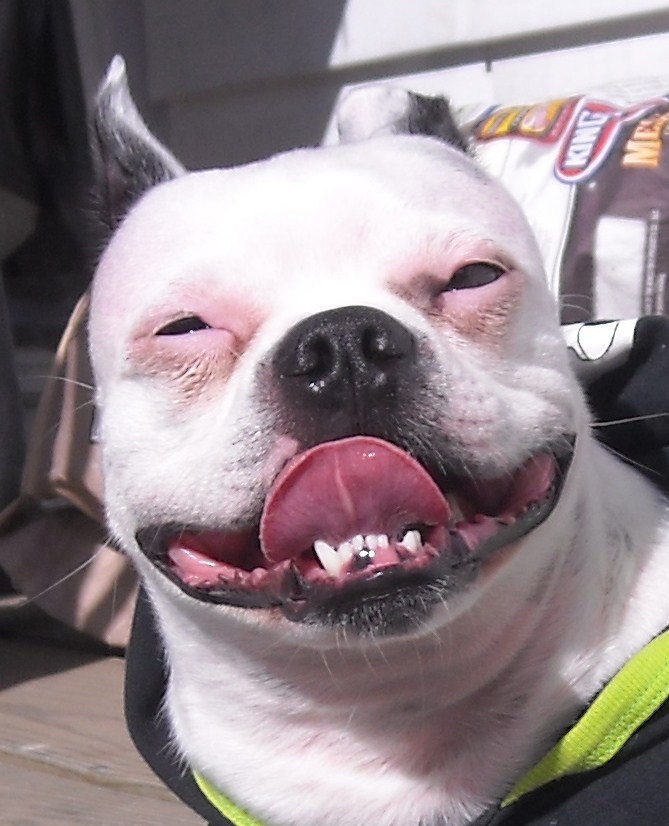 Dieselthedog