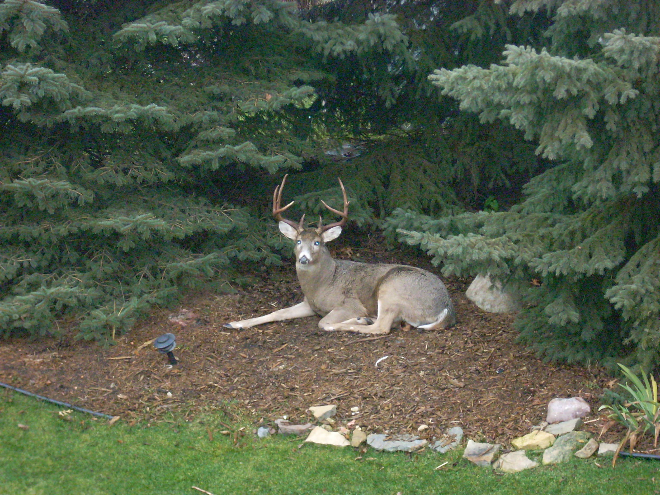 Buckinbackyard