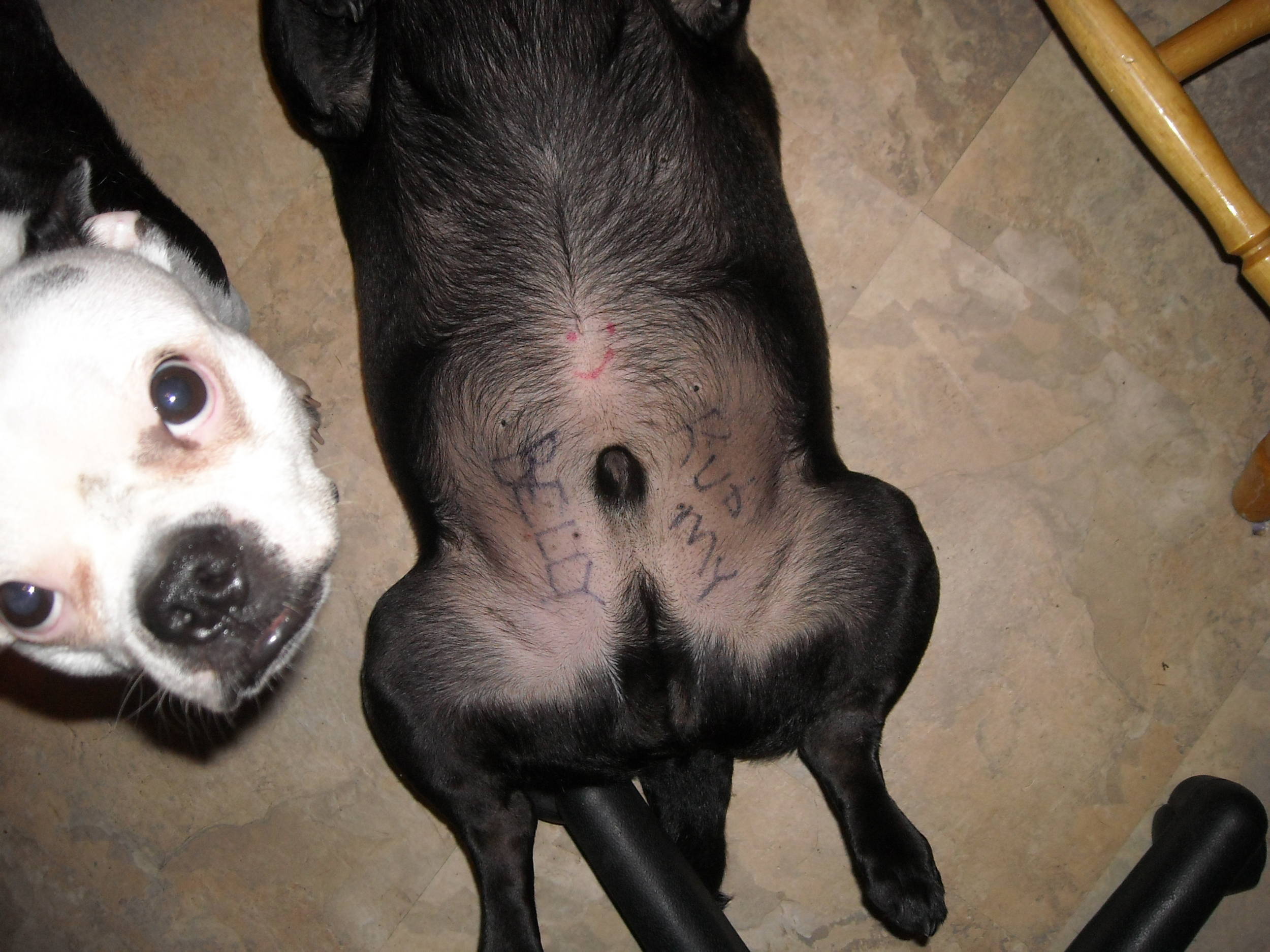 AbusedPug
