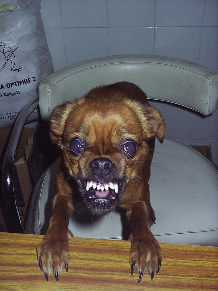 angry-evil-dog