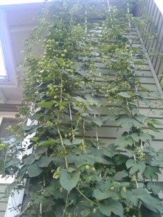 HopVines