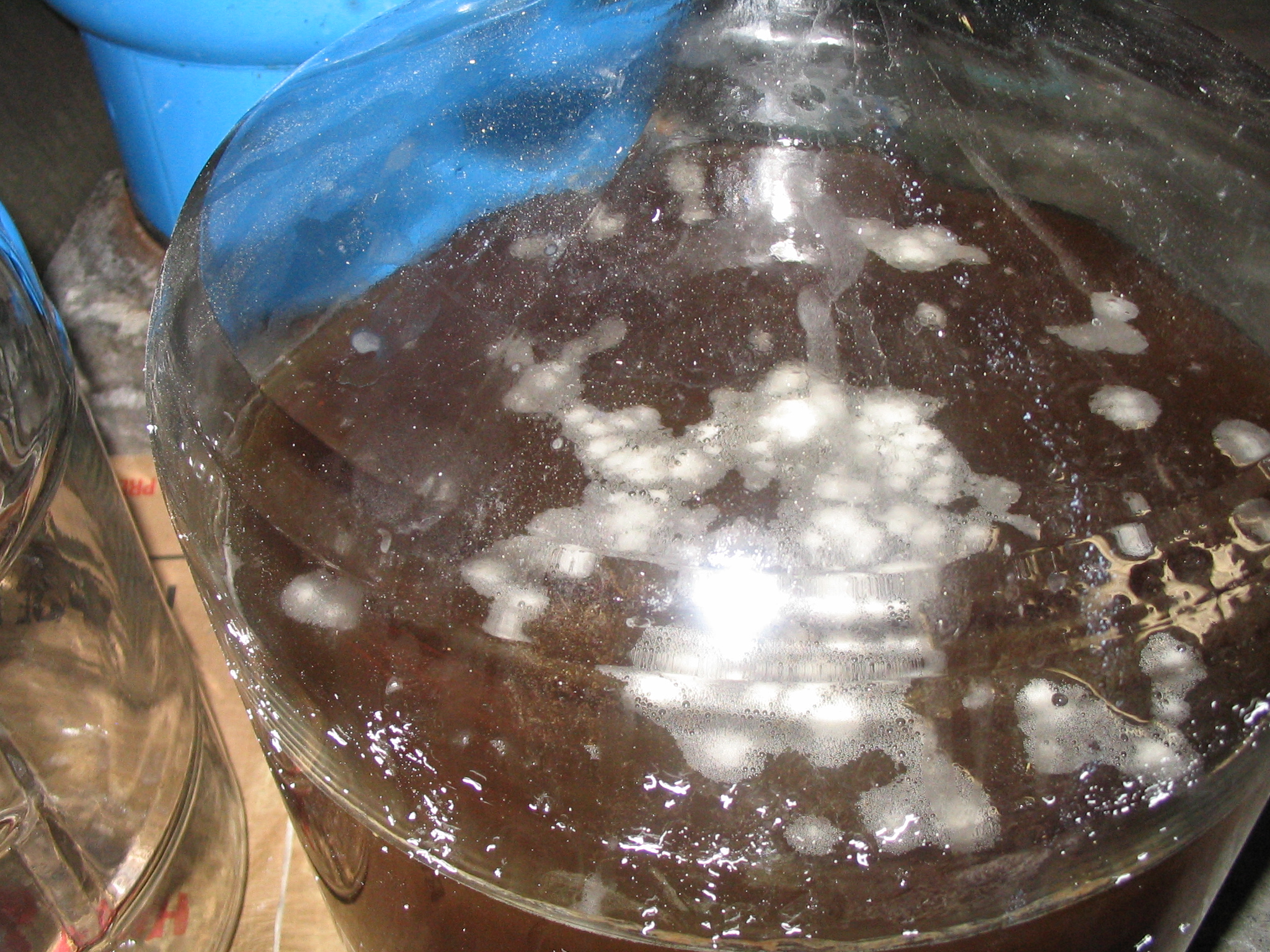 BeerInfection