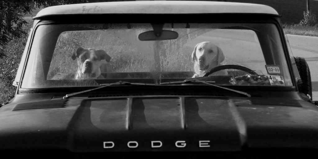 drivingdogsbw