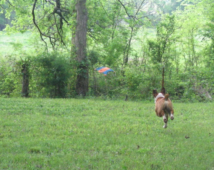 dogs008