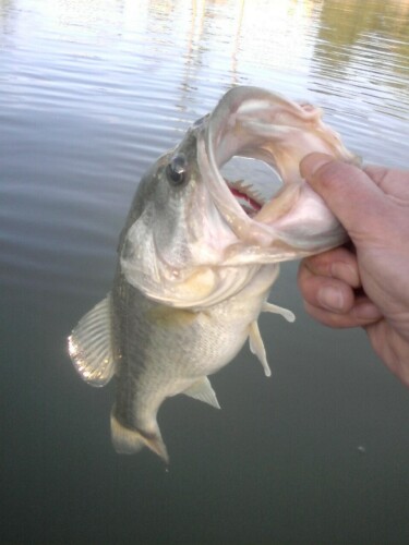 bass2