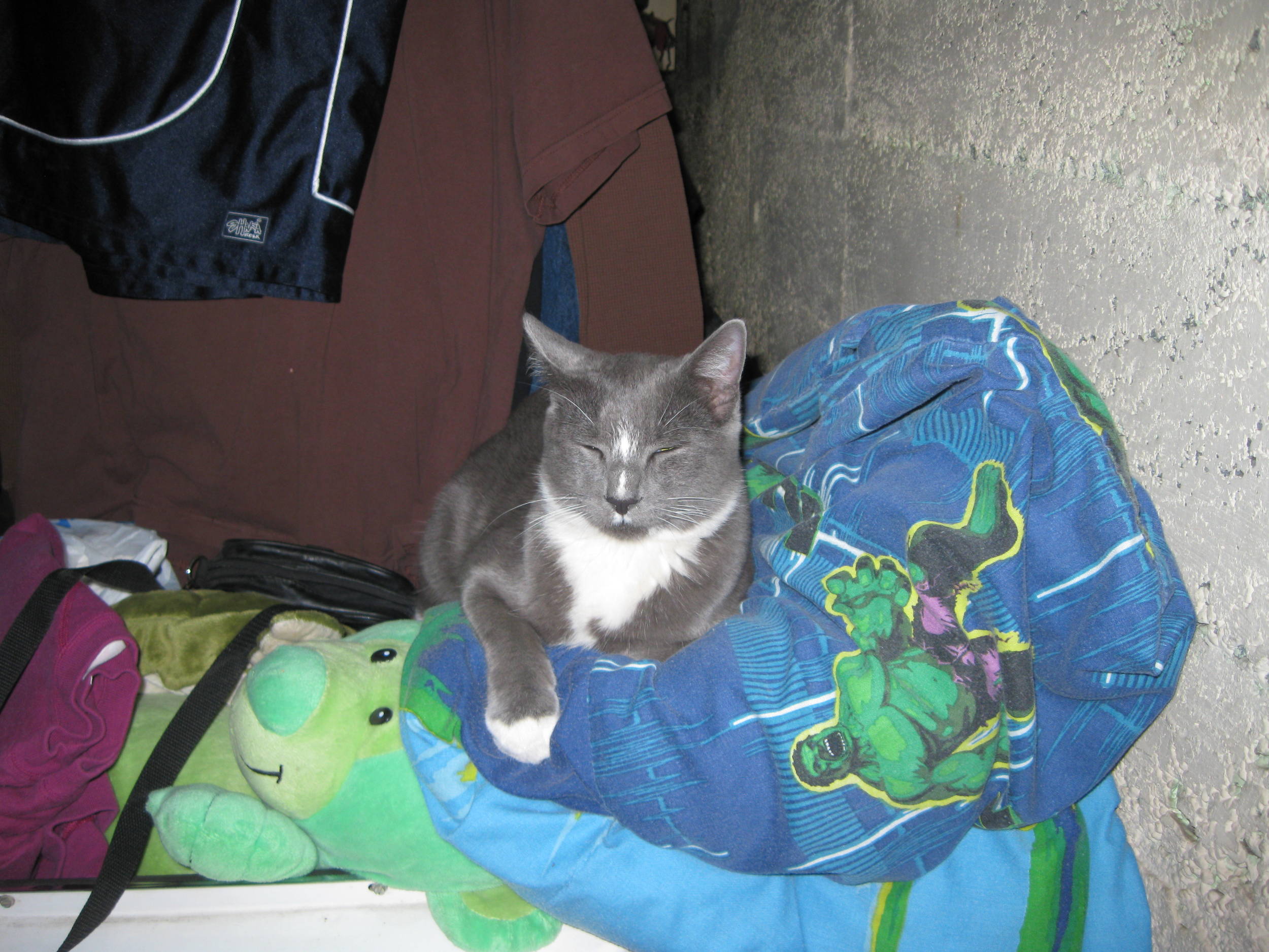 TheBrewCat