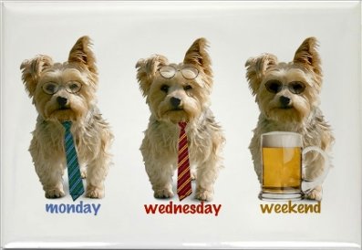 yorkie