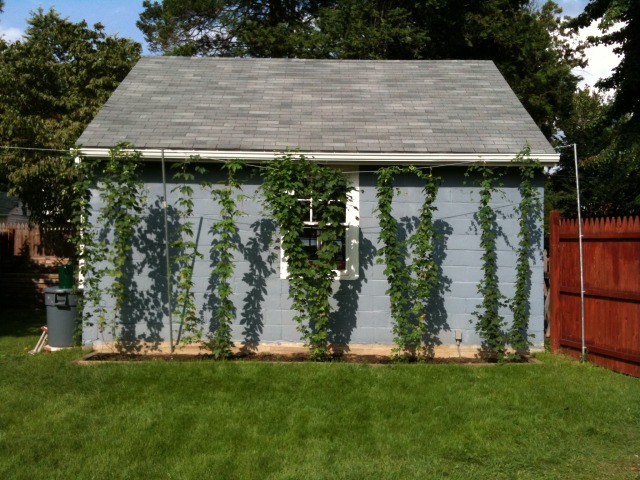 Hops Garden