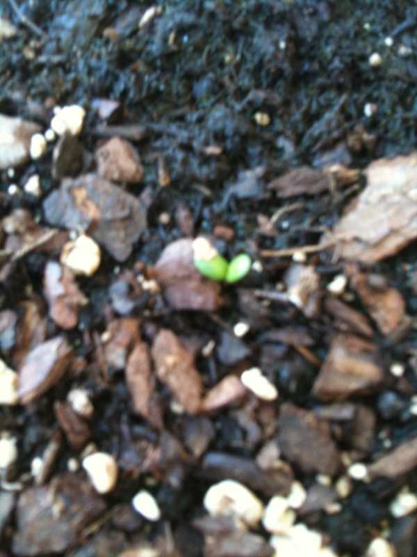 SomeGreeninmyHopsPlanter