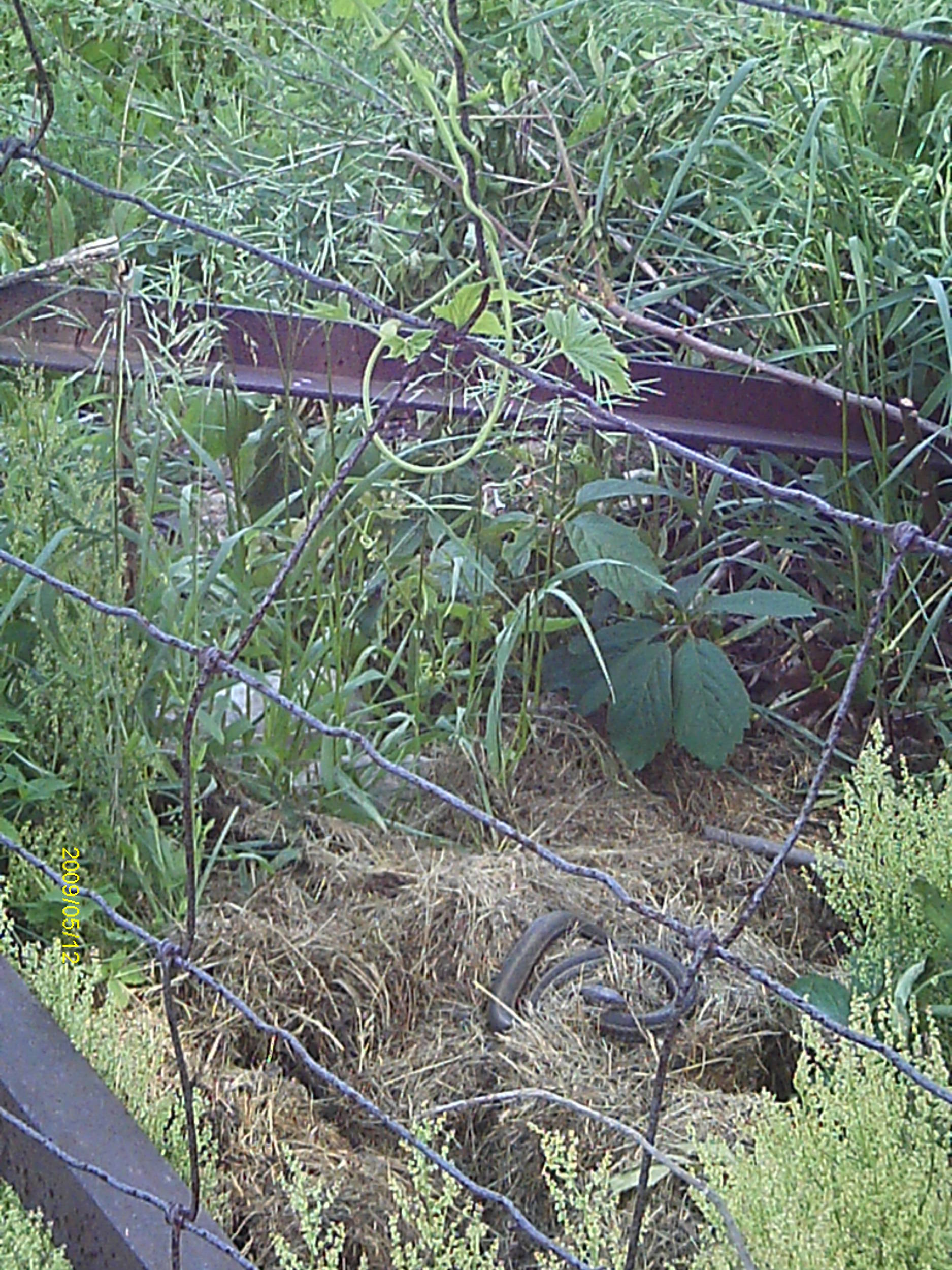 WildHopsOnmyfencerow