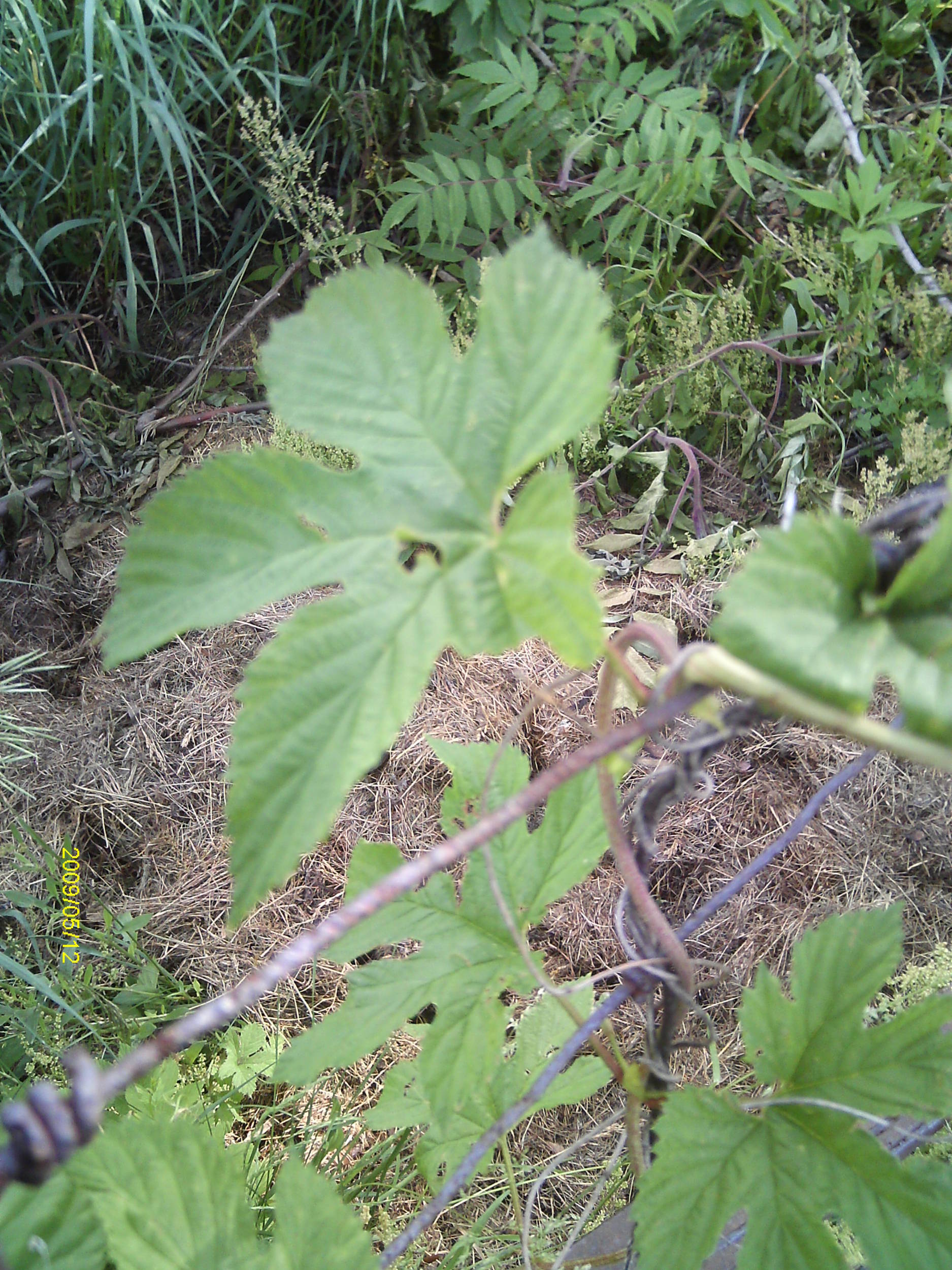 WildHopsOnmyfencerow