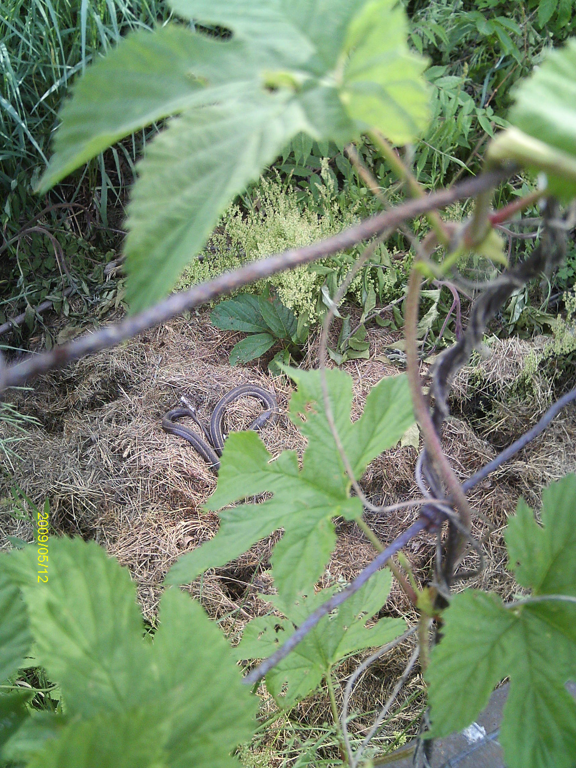 WildHopsOnmyfencerow