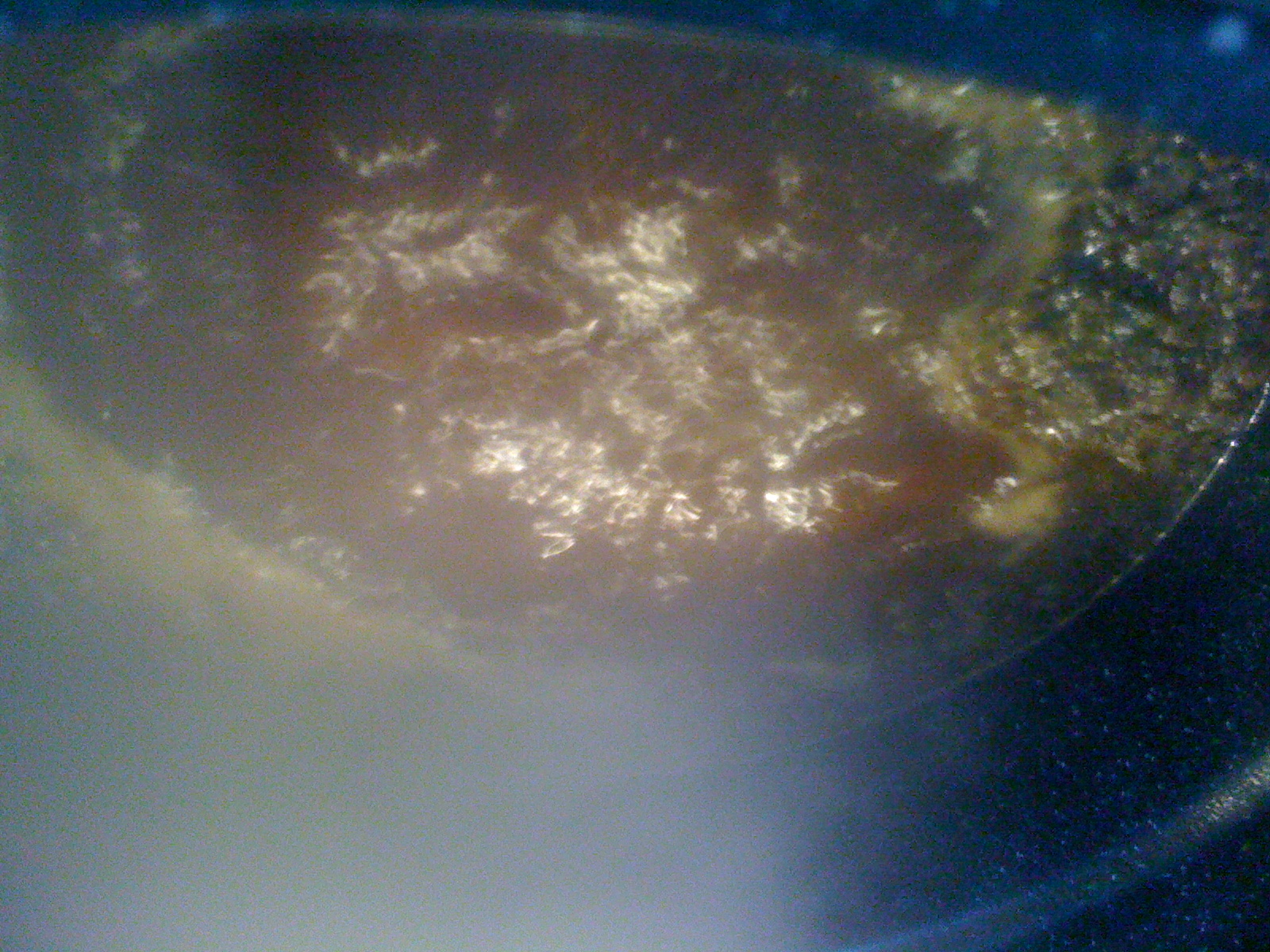 Firstbrew