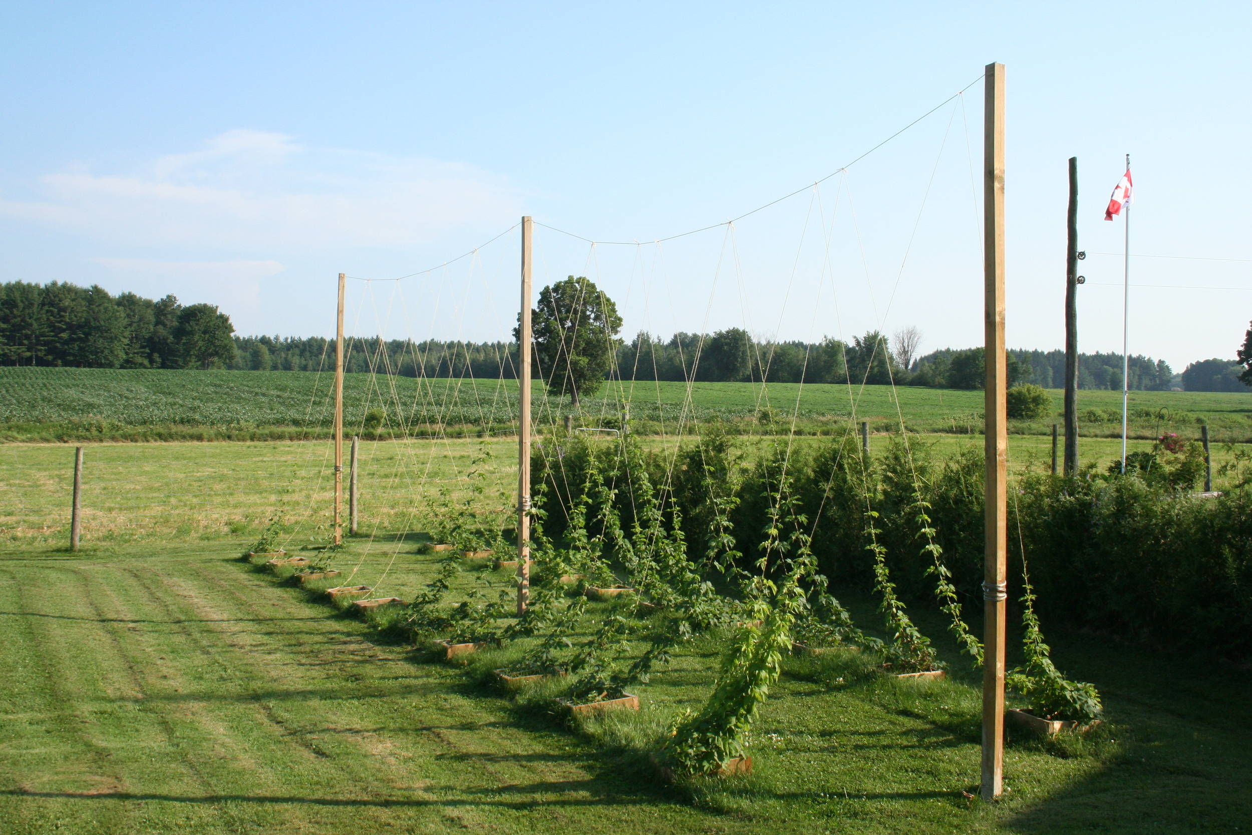 hop_trellis_001