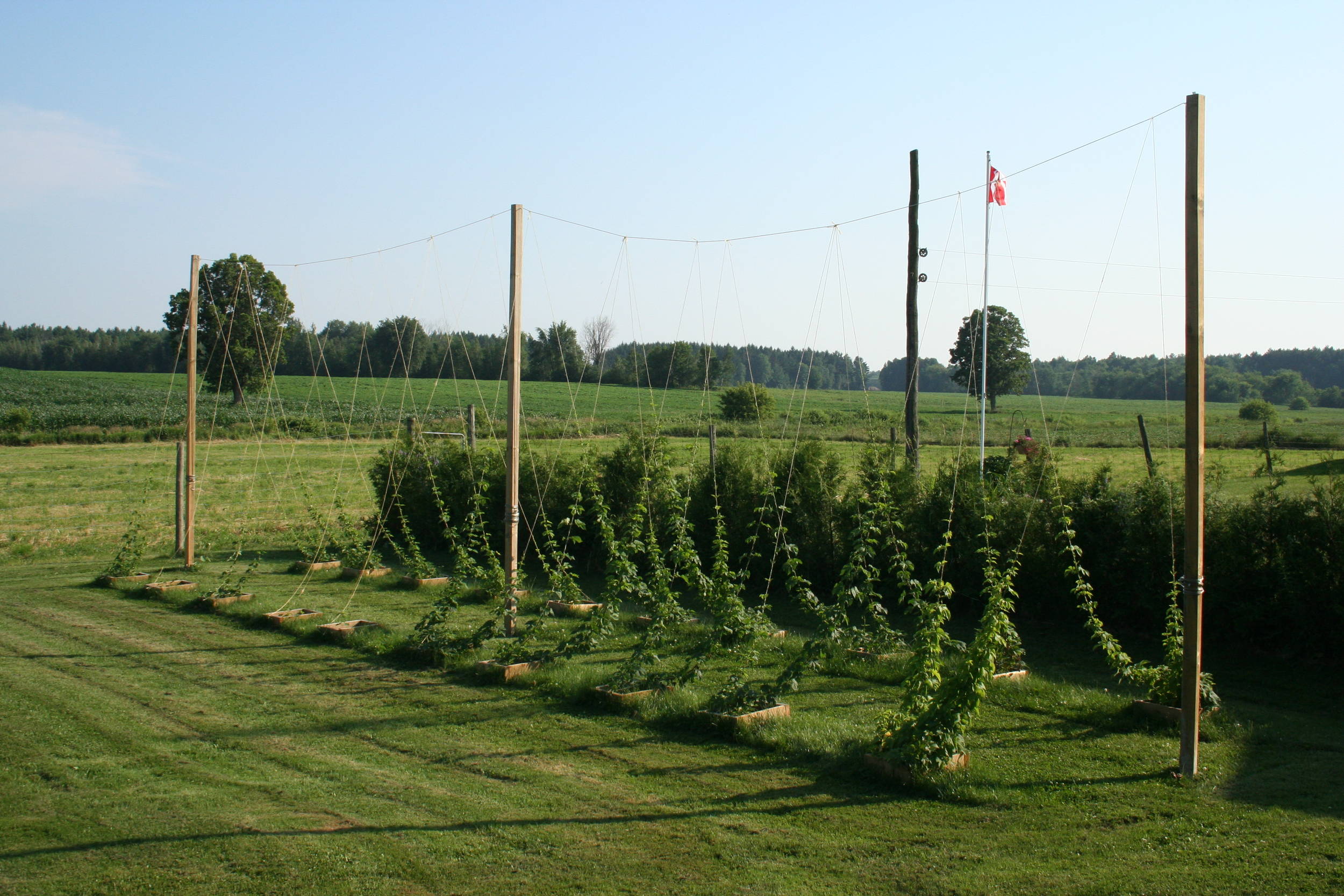hop_trellis_002