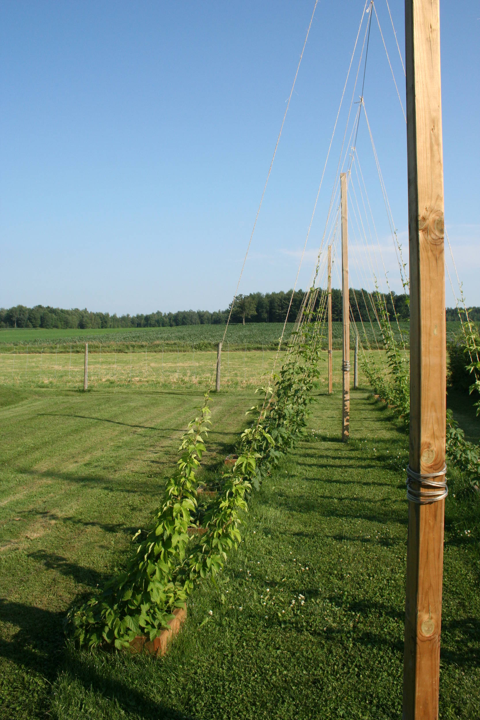 hop_trellis_003