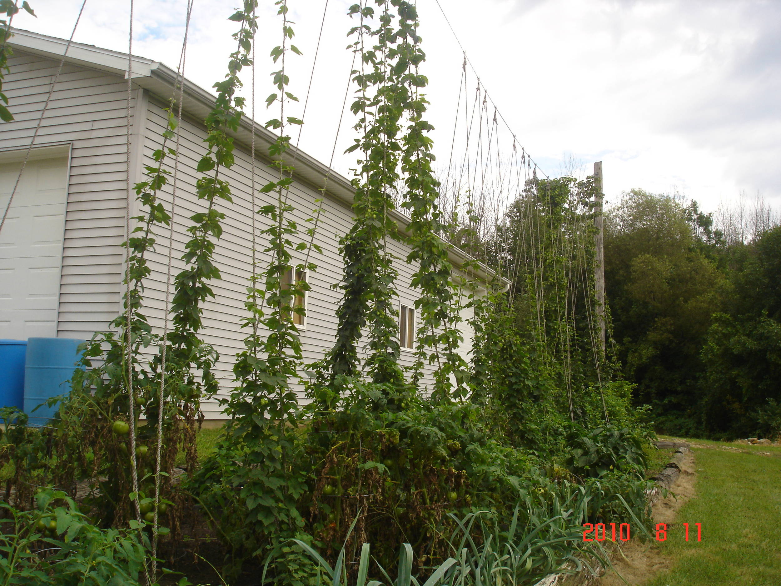 Hops81110a