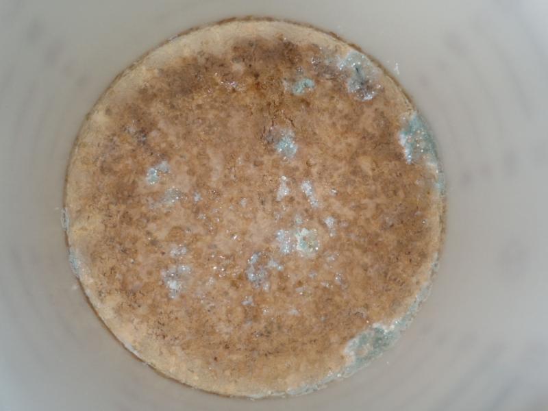 2012Feb19mold.jpg