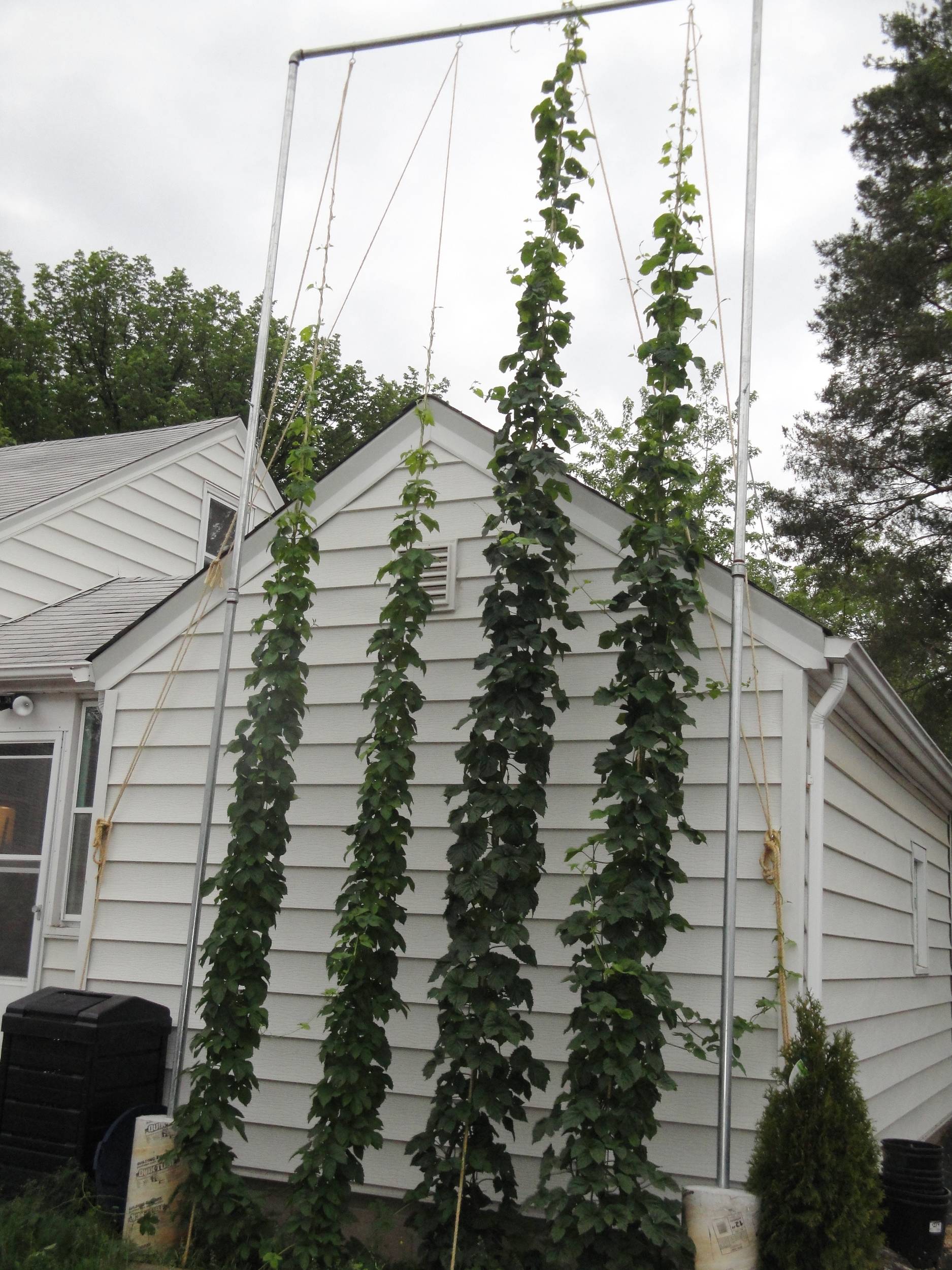 Newhoptrellis