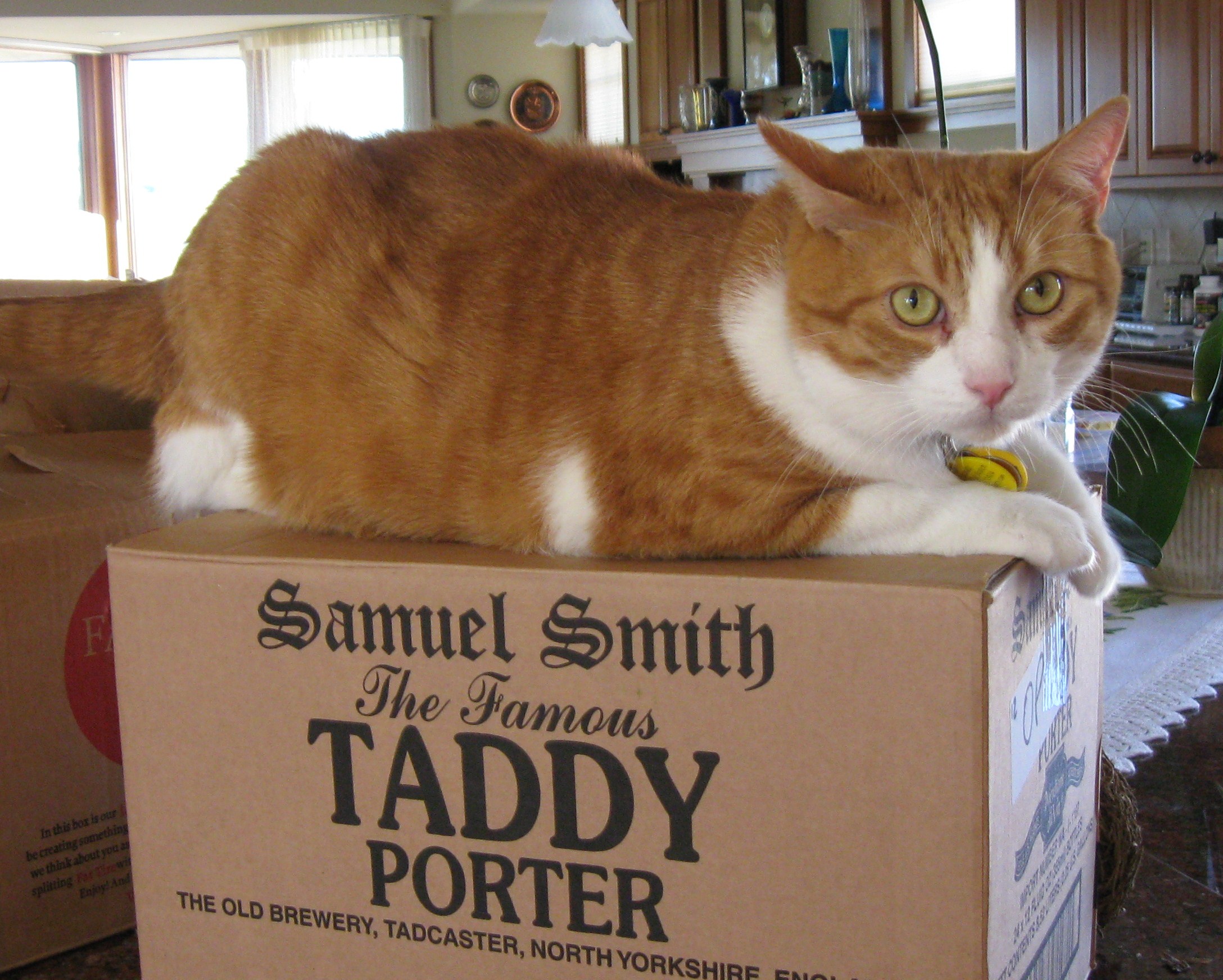 Fatcat