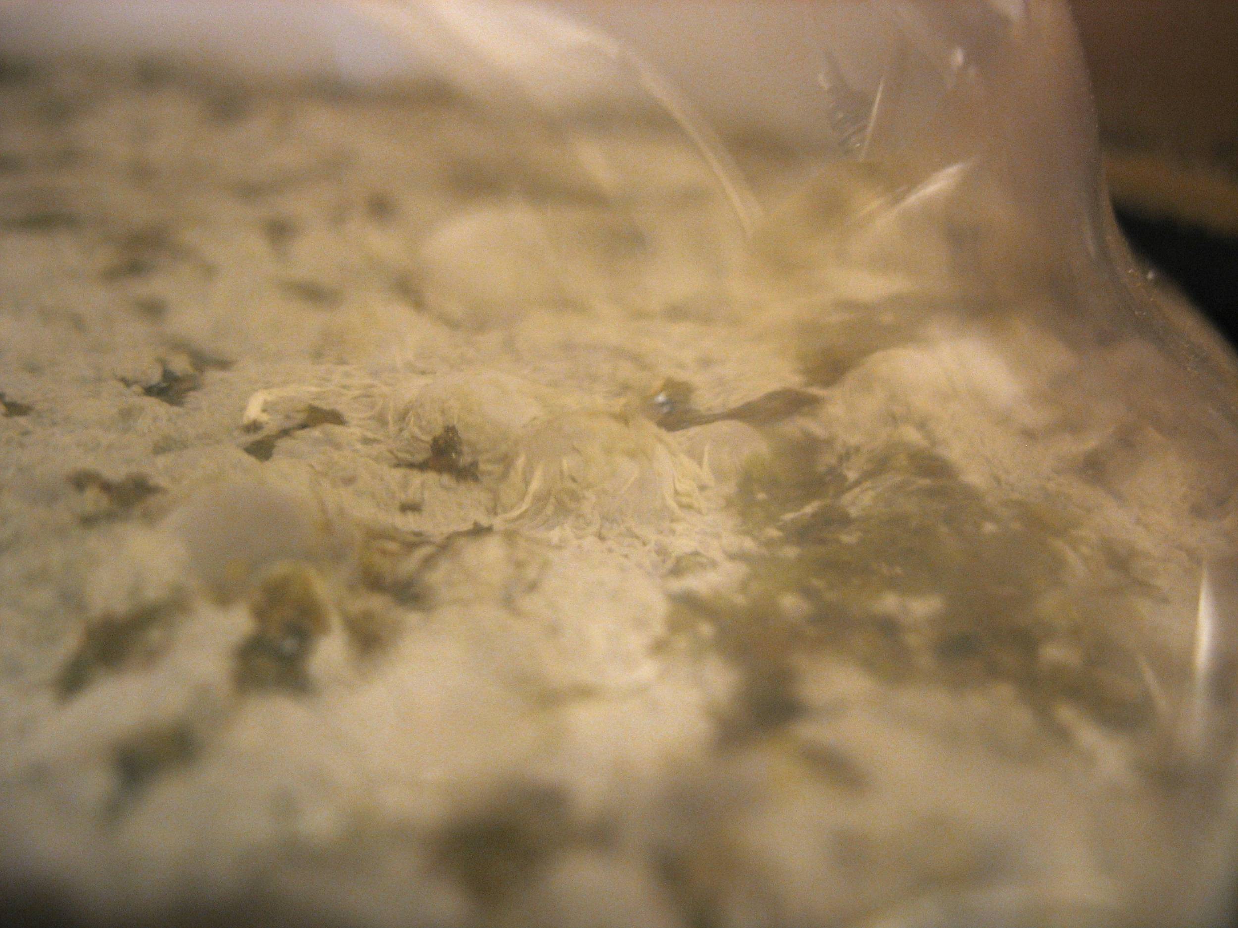 SecondaryonBrettafterdryhopping