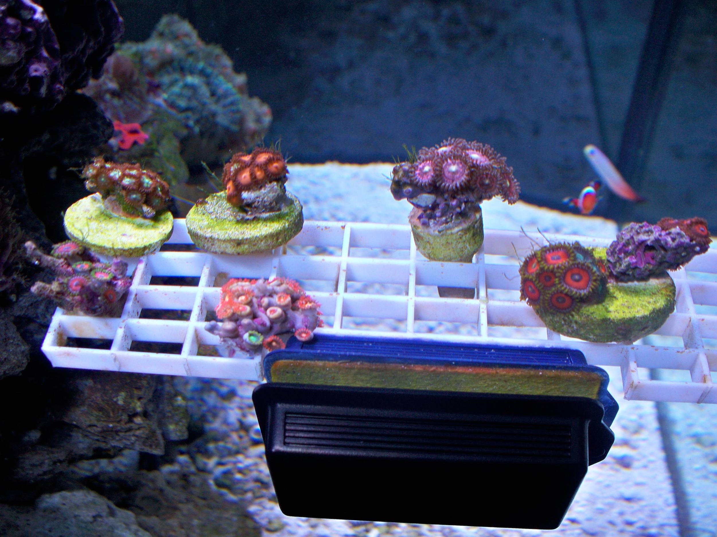 Zoas