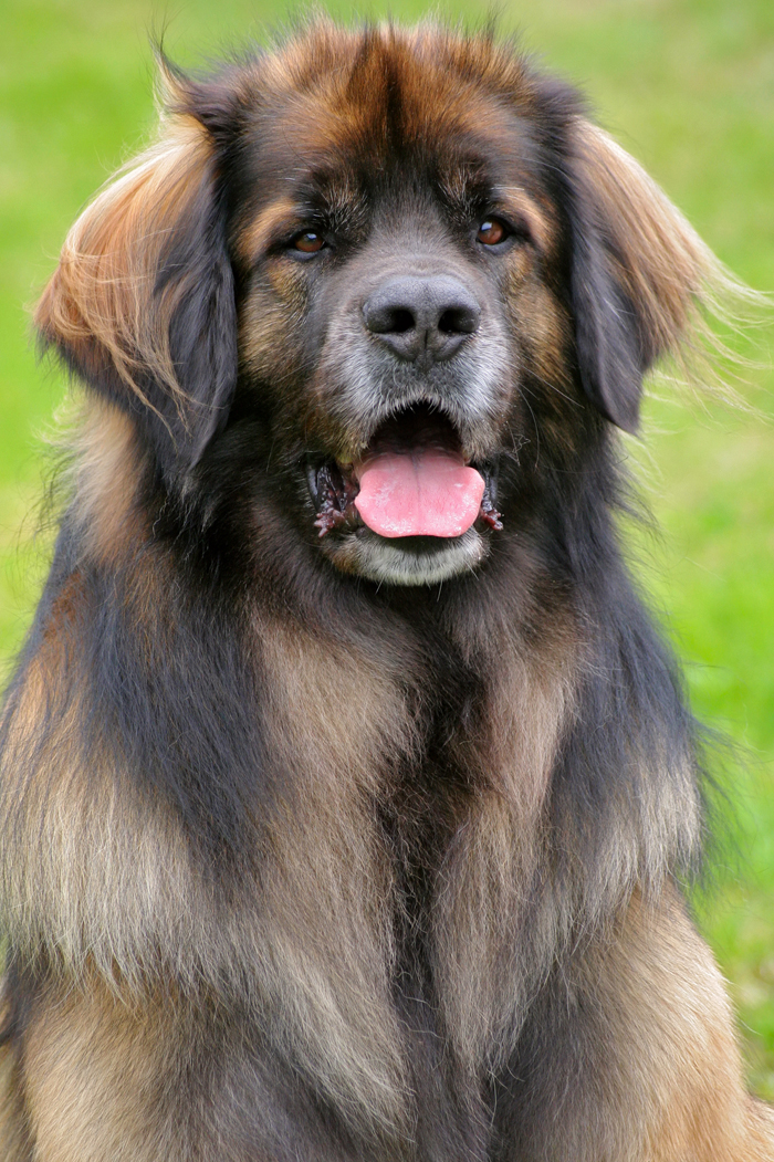 leonberger_201_20700_20clean